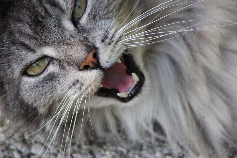 animal teeth, pets, mieze, fur, tiger, mouth open, animal head, animal body part, whisker, young cat, domestic animals, grey, animal eye, animal themes