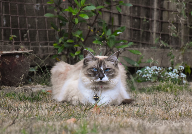 whisker, one animal, plant, vertebrate, domestic cat, portrait, looking at camera, 4K, domestic animals, day, selective focus, Cat, animal themes, pets