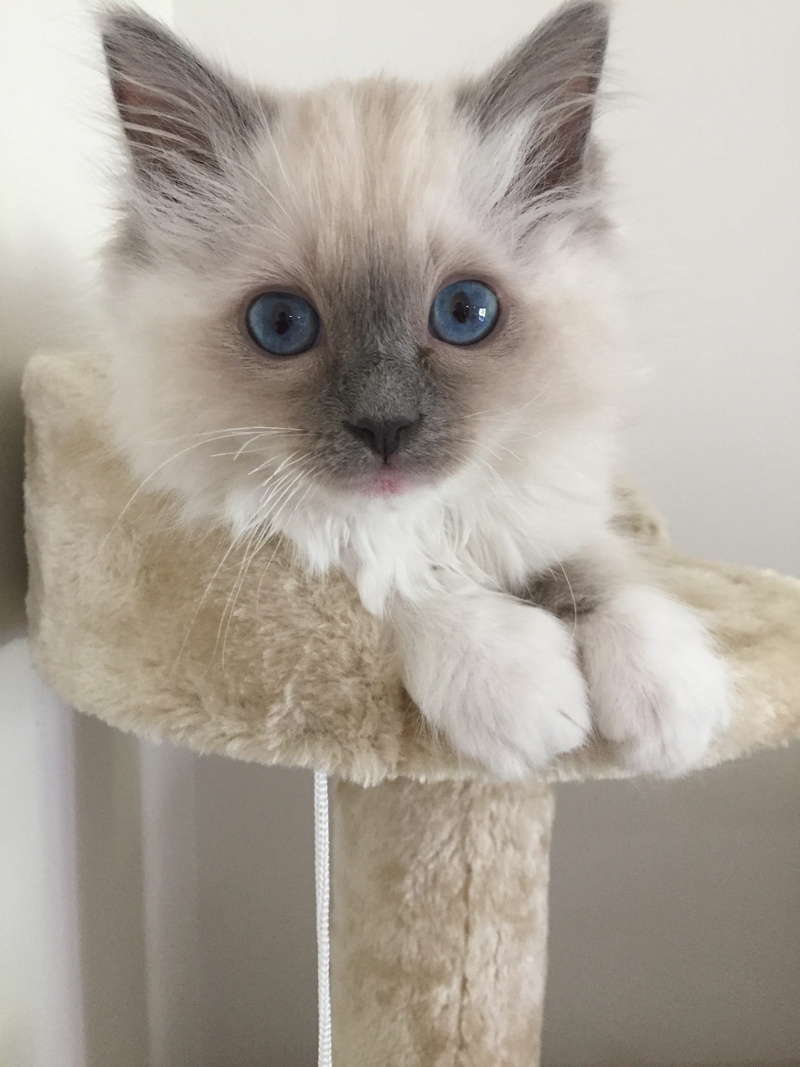 feline, whisker, looking at camera, pets, domestic animals, cat, looking, one animal, close-up, mammal, ragdoll, 2K, animal eye, portrait, domestic, indoors