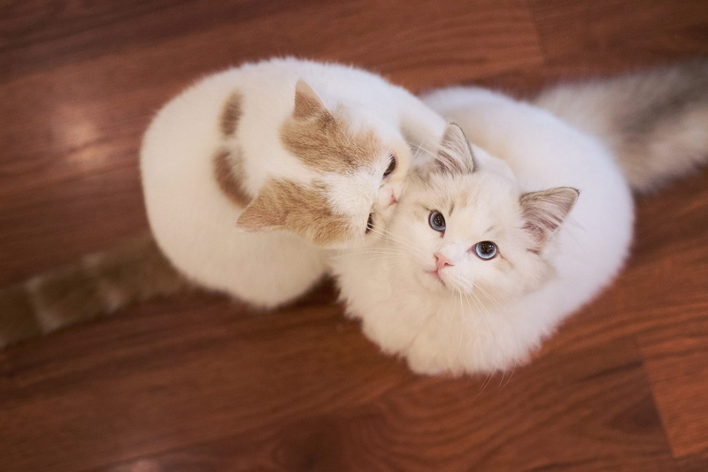 looking up, ragdoll, flooring, two, Pets, pedigree, cat, extreme, loving kitty, harassment, communication, 1080P, the game, a couple, look, relationship