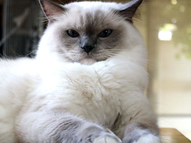 serious, pose, cute, ragdoll, cat, 720P, ragoll