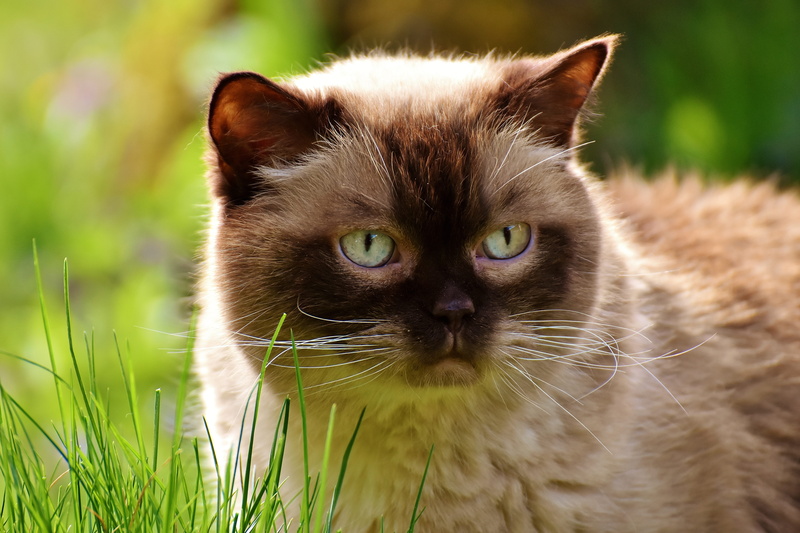 fur, grass, rest, animal world, whisker, cat, animal eye, close-up, relaxation, thoroughbred, 5K, daytime, pet, meadow, looking at camera, animal themes