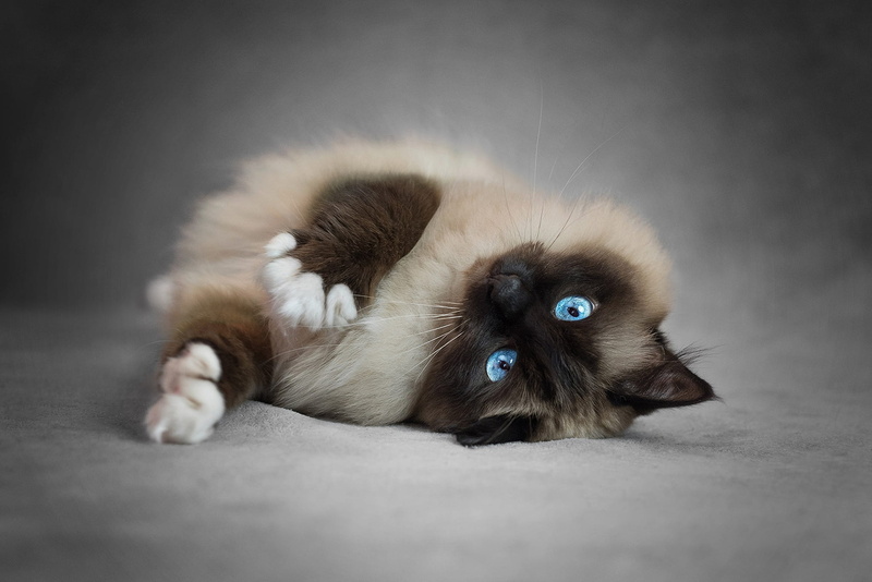 beauty, fluffy, pose, cat, kitty, lies, 1080P, face, ragdoll, blue eyes, Siamese, legs, grey background