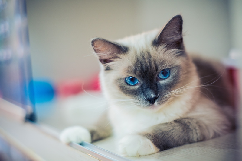 8K, no people, one animal, animal head, kitten, siamese, domestic animals, portrait, focus on foreground, indoors, domestic cat, mammal, animal themes