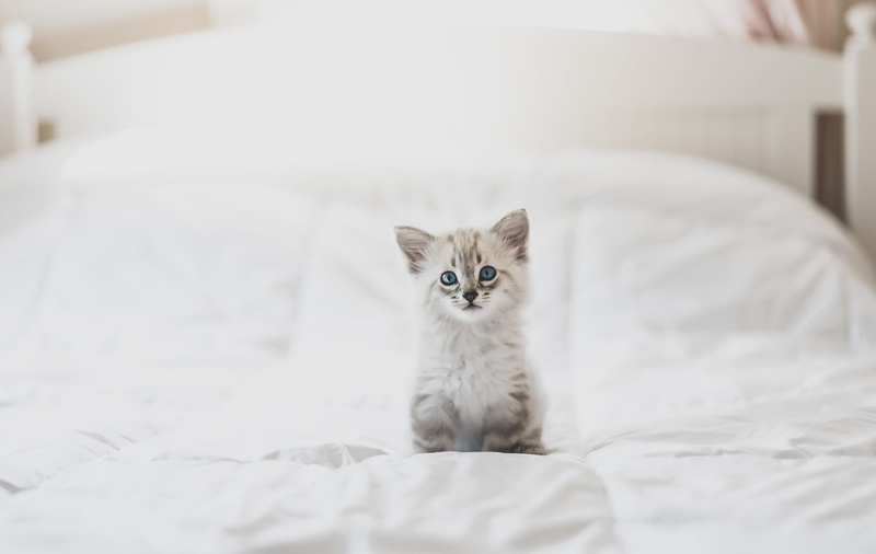 baby, light, room, cute, look, blue-eyed, bed, pose, kitty, white, blanket, 1080P, sitting, kisik, ragdoll, background, color-point