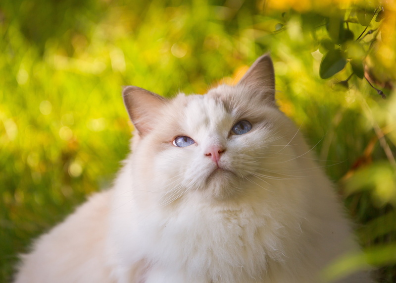4K, beauty, cat, fluffy, Ragdoll