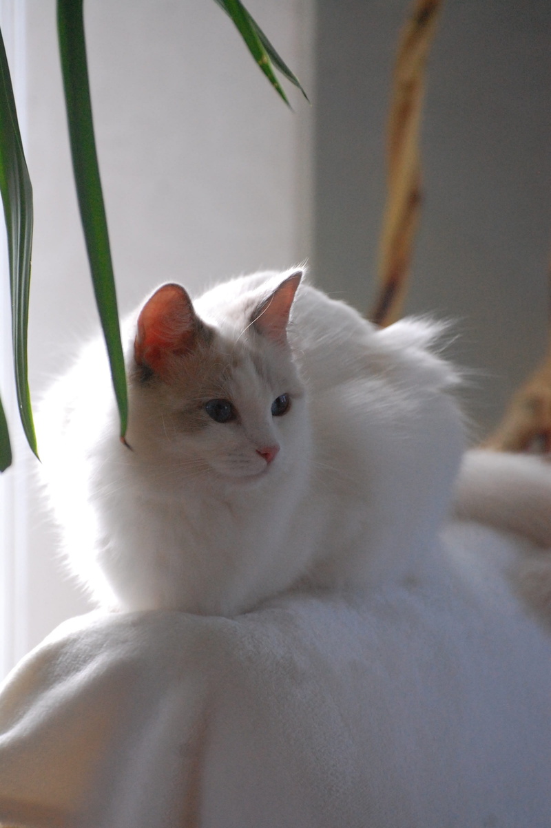 domestic, white color, animal, domestic animals, ragdoll, no people, white, looking away, animals, pets, cat, indoors, animal themes, vertebrate, whisker