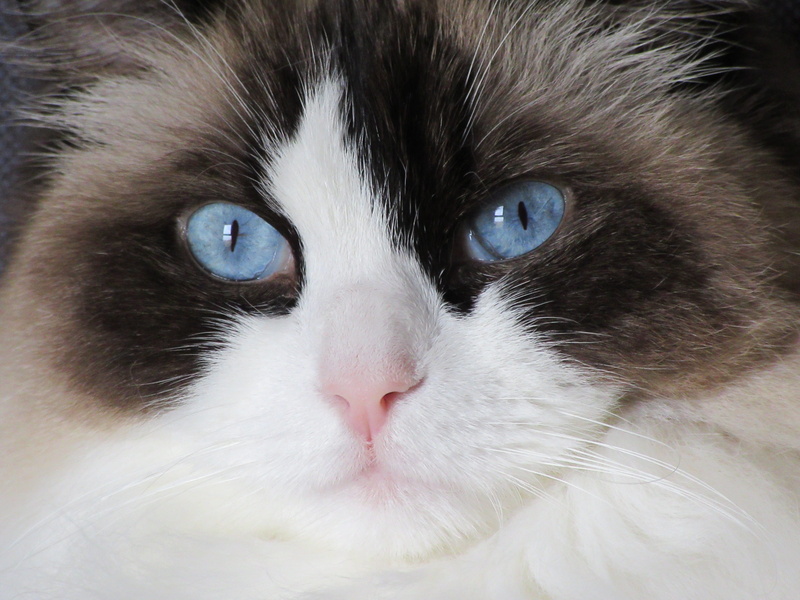 look, whisker, domestic animals, animal mouth, cat, one animal, blue, portrait, looking, camera, domestic, domestic cat, ragdoll, animal body part, pets