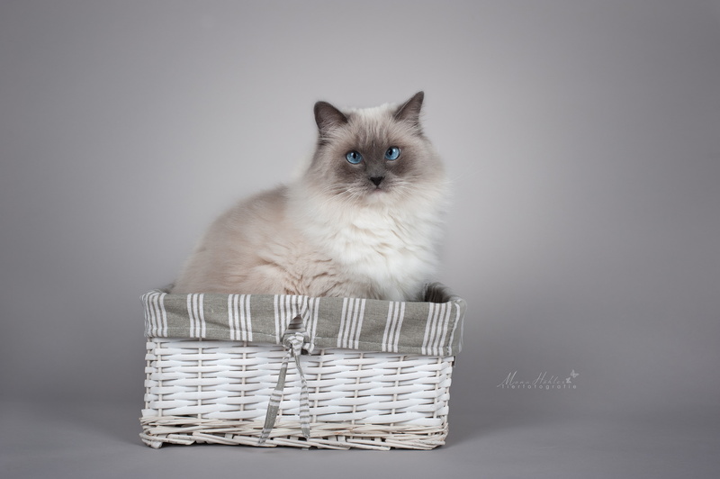 Ragdoll, cat, look, 4K, portrait, basket, background, photoshoot
