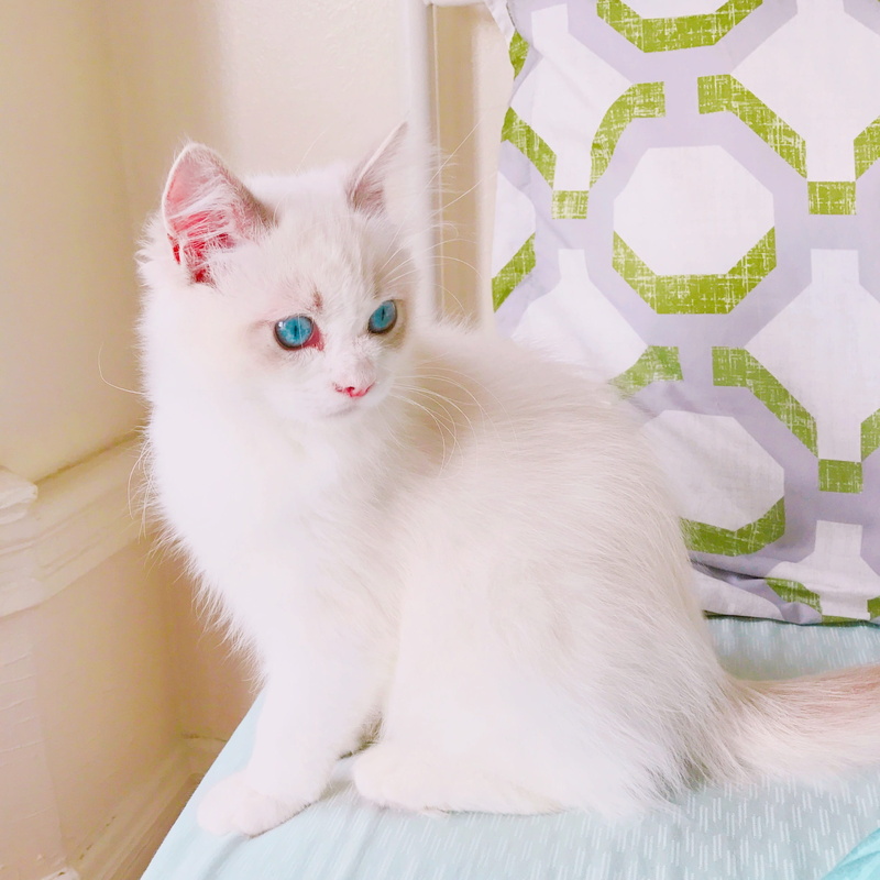 2K, domestic animals, white color, mammal, Animal, indoors, Blue Eyes, white fur, Kitten, portrait, animal themes, vertebrate, feline, no people, one animal