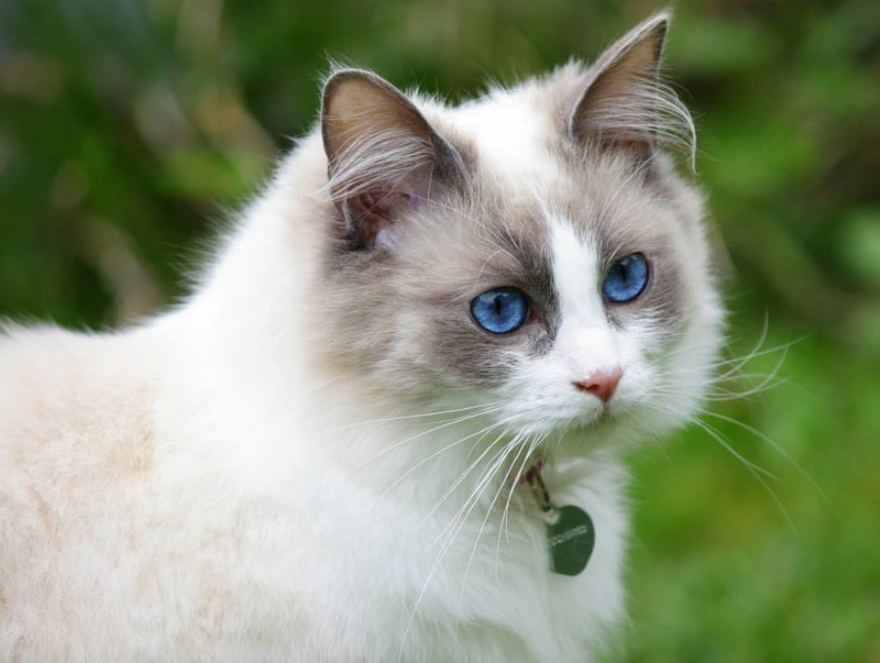 photography, pets, one animal, gray, cat, mammal, outdoors, mouth open, purebred, 1080P, no people, close-up, animal, blue eyes, eye, domestic cat, portrait