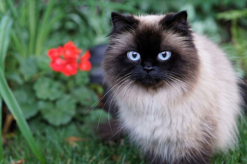 Siamese, huge, summer, color-point, cat, garden, 2K, blue, muzzle, fluffy, flowers, portrait, ragdoll, eyes, beauty