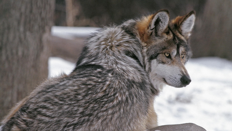 focus on foreground, profile view, looking away, animals in the wild, winter, animals, mammal, nature, one animal, animal, animal wildlife, close-up, outdoors