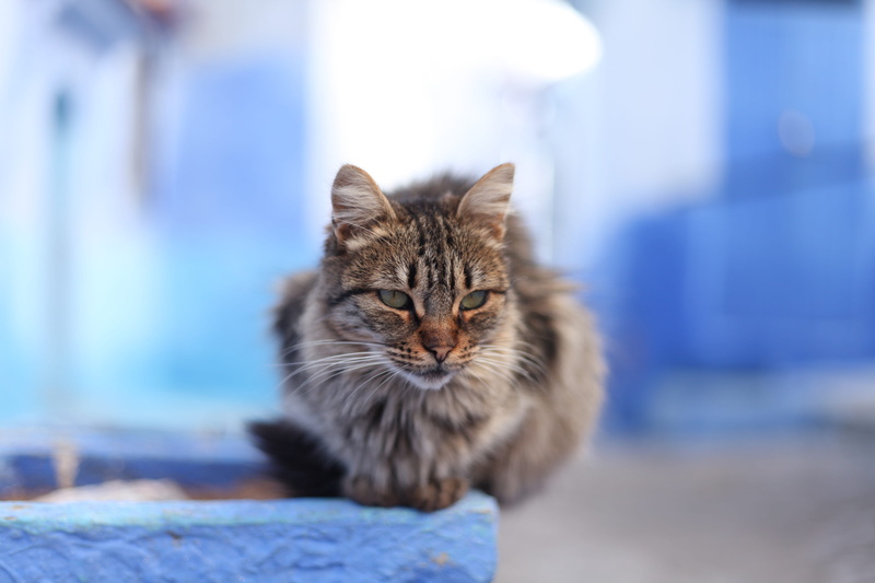 fluffy, 5K, wildcat, alley cat, close-up, cat, animal eye, vertebrate, wuschelig, german longhaired pointer, mieze, mackerel, tiger cat, tabby, wall, portrait