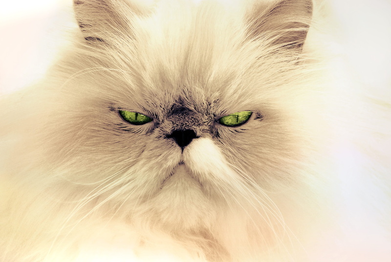 sleepy, 4K, looking at camera, animal, furry, cat portrait, animal eye, facial expression, close-up, pets, cat, white, soft, domestic cat, snout, pet