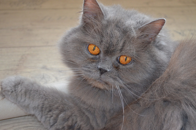 close-up, mammal, young Animal, gray, british longhair cat, kitten, animal head, animal, no people, Highlander, cute, relaxation, vertebrate, British, indoors