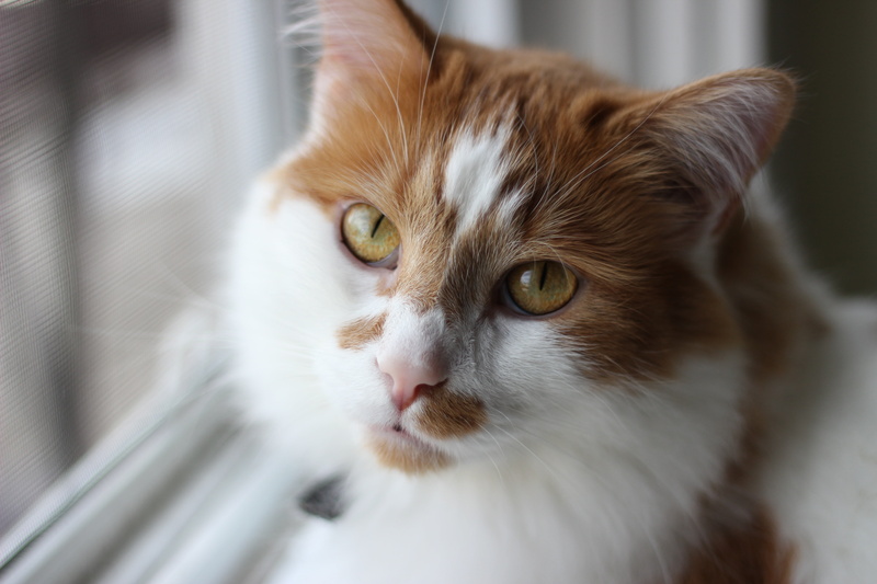 animal eye, photography, roux, eye of cat, look, domestic animal, selective, near, brown, fart, cat face, domestic Cat, feline, cat, animal head, portrait