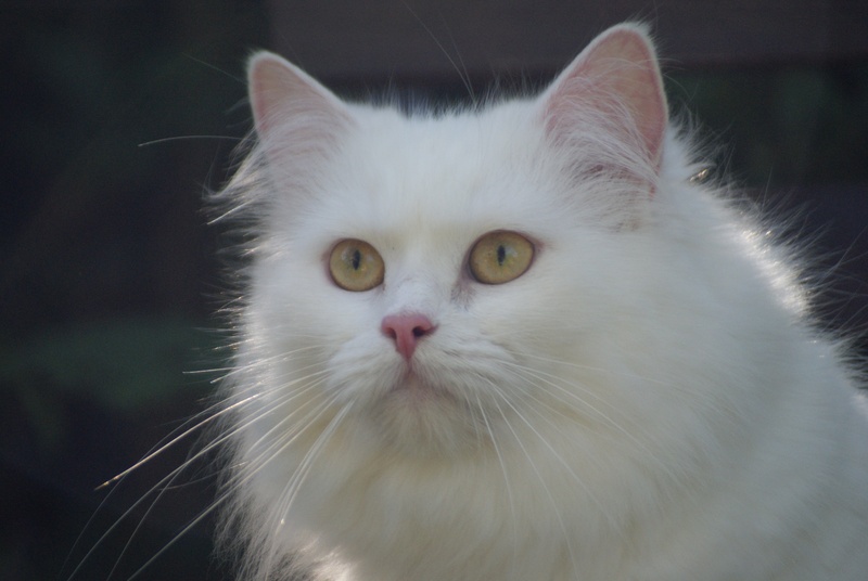 animal head, looking, animal eye, domestic cat, whisker, mammal, animal, portrait, no people, domestic animals, german longhair cat, animal body part, white cat