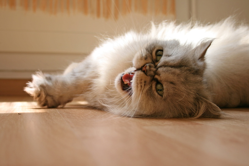 one animal, home interior, selective focus, small nose, mammal, domestic cat, males, surface level, no people, relaxation, feline, cat, domestic animals