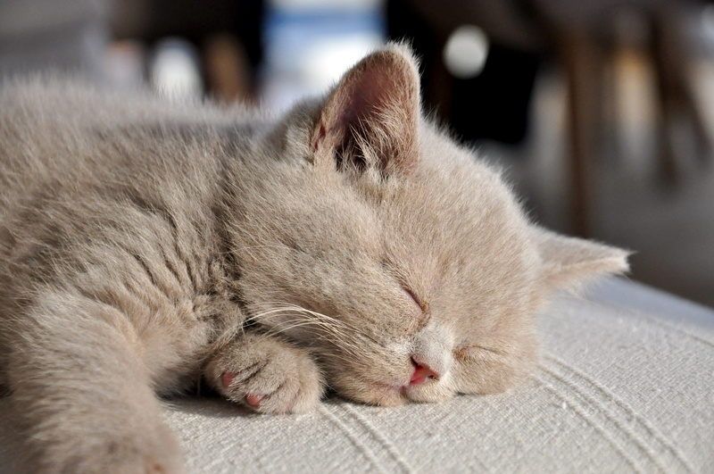 sleeping, lying down, focus on foreground, close-up, vertebrate, bkh, eyes closed, relaxation, amadeo, animal head, whisker, british longhair, indoors