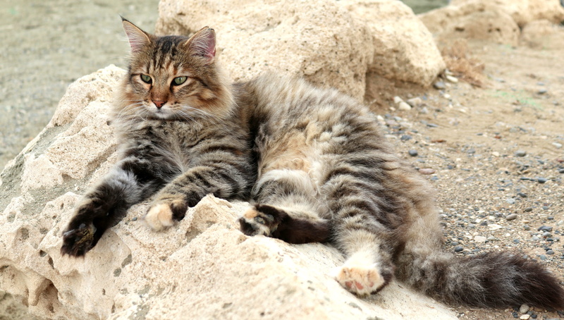 mammal, domestic, young animal, one animal, concerns, vertebrate, pets, domestic cat, relaxation, beach, 4K, nature, day, lying down, beautiful, animal photography