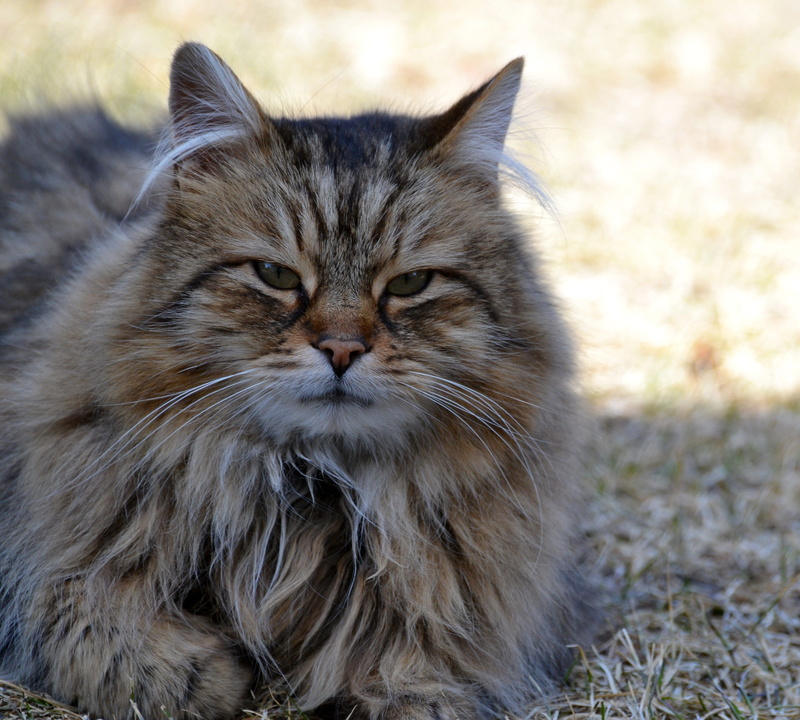 no people, relaxation, animal eye, mammal, portrait, whisker, focus on foreground, one animal, animal themes, longhair, feline, vertebrate, close-up, pets