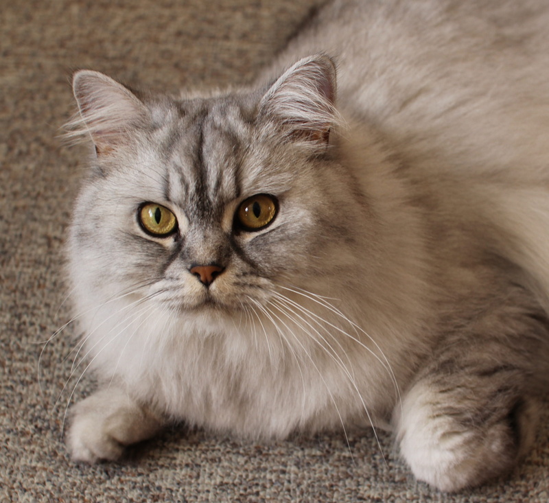 cat, mammal, maine coon cat, domestic, portrait, one animal, view, no people, pets, textile, feline, eyes, adidas, close-up, gray, domestic cat, animal eye