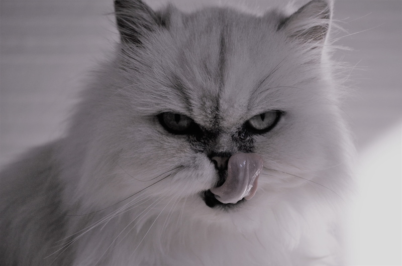 indoors, german longhaired pointer, tongue, persian cat, mammal, domestic, portrait, domestic animals, feline, face, animal, vertebrate, 4K, animal eye