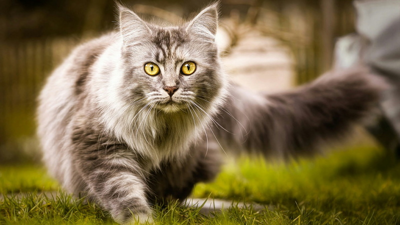 cat, feline, whisker, portrait, one animal, animal eye, domestic cat, standing, gray cat, plant, pets, no people, mammal, tabby cat, hair, longhaired cat