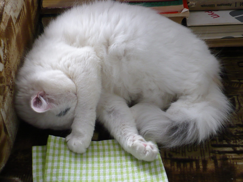 pets, sleeping cat, one animal, cat, close-up, pet, domestic animals, indoors, relaxation, sleeping, domestic, 1080P, eyes closed, longhair, no people