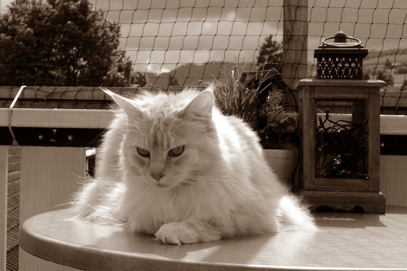 animals, portrait, cat, indoors, domestic, photo, no people, color, domestic Cat, cute, whisker, maine coon, selective, mammal, longhair cat, relaxation