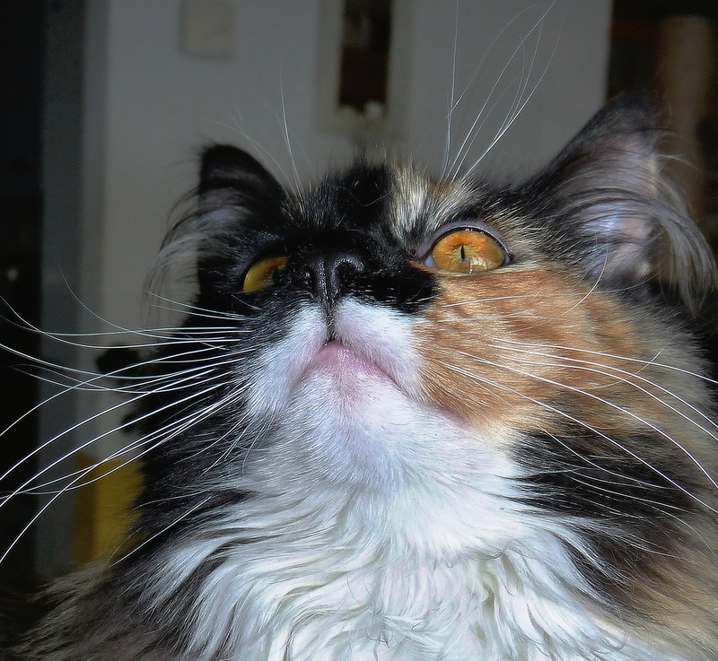 indoors, animal hair, looking up, animal, colorful, animal head, feline, domestic cat, persian cat, whisker, animal body part, german longhaired pointer
