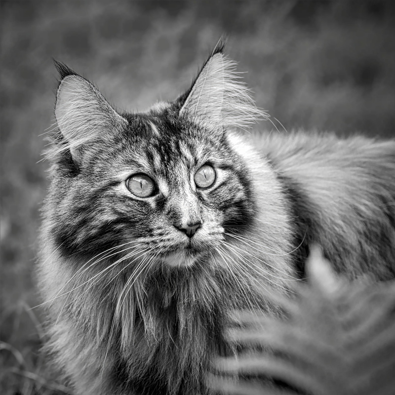 no people, cat, pets, longhair cat, close-up, one animal, domestic, next, animal hair, domestic cat, maine coon cat, animal themes, 4K, animal eye, focus on foreground