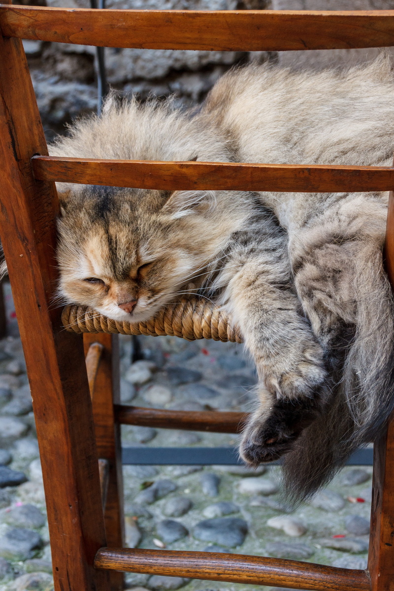 focus on foreground, seat, pets, close-up, animal themes, animal, sleeping, lying, domestic, lazy, no people, mammal, day, wood - material, one animal