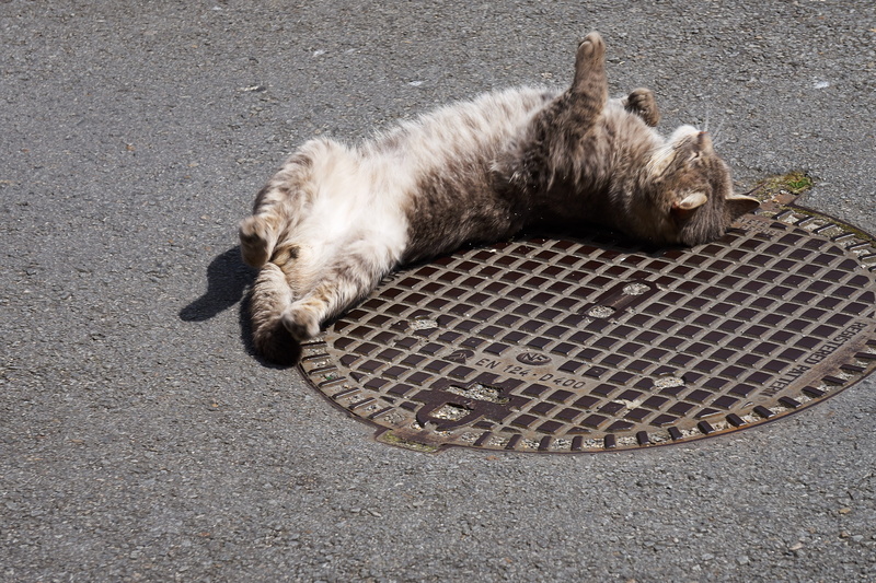 coat, one animal, Feline, tabby, lying, resting, domestic animals, domestic, pets, lying down, relaxation, Animal, surface, domestic cat, Animals, mammal