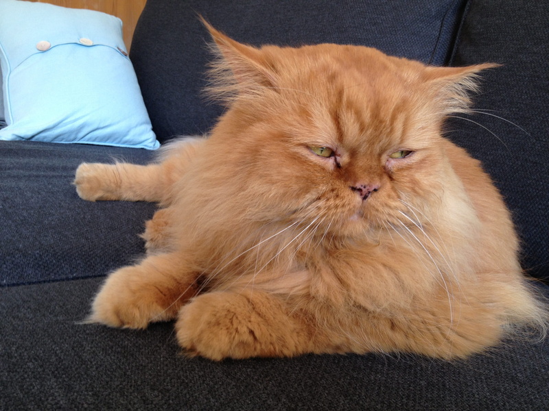 2K, pets, home interior, domestic, vertebrate, persian cat, people, whisker, Thoughtful, red tomcat, german longhaired pointer, Persians, Tomcat, sofa
