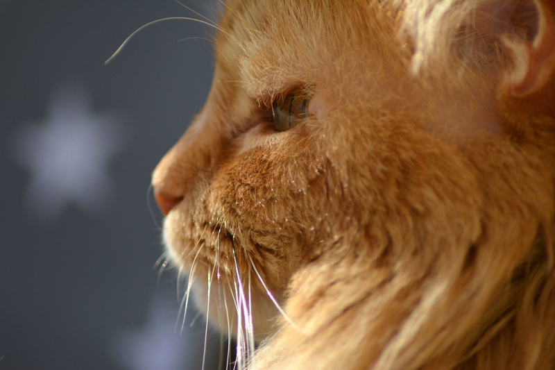 profile view, cat nose, indoors, domestic, animal themes, 5K, vertebrate, profile poträt, one animal, nose, profile, ginger cat, domestic cat, no people