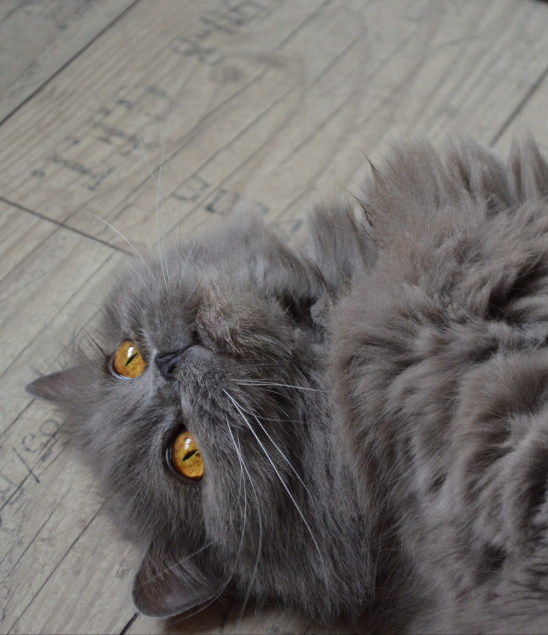 focus on foreground, feline, one animal, animal themes, high angle view, no people, maine coon cat, animal, cat, highlander, mammal, coated, blue, flooring
