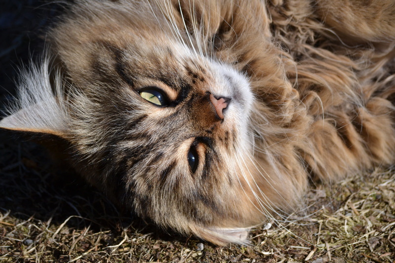 animal eye, looking at camera, one animal, pets, close-up, animal, tabby, no people, feline, 4K, animal themes, pet, day, animal body part, whisker, mammal