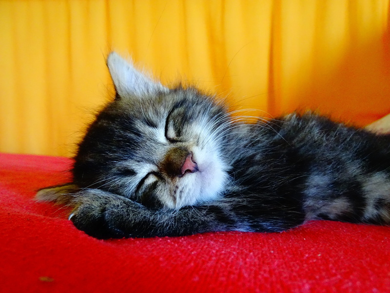 whisker, feline, concerns, pet, close-up, domestic animals, mammal, one animal, no people, cozy, cute, animal themes, eyes closed, 5K, silver, german longhaired pointer
