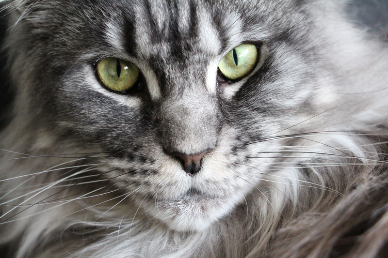 yellow eyes, cat face, hair, fierce, mackerel, mainecoon, no people, pet, animal, looking at camera, animal themes, longhair cat, pets, grey, animal head