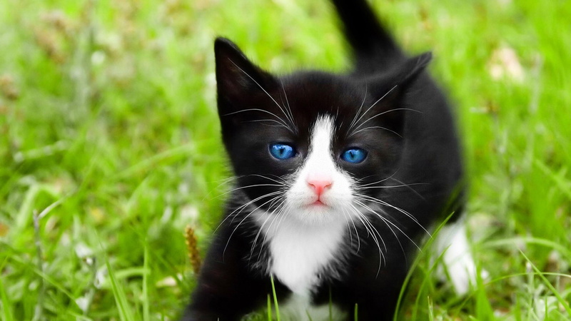 blue eyes, kitty, cat, blurry, grass, cute, 4K, kitten