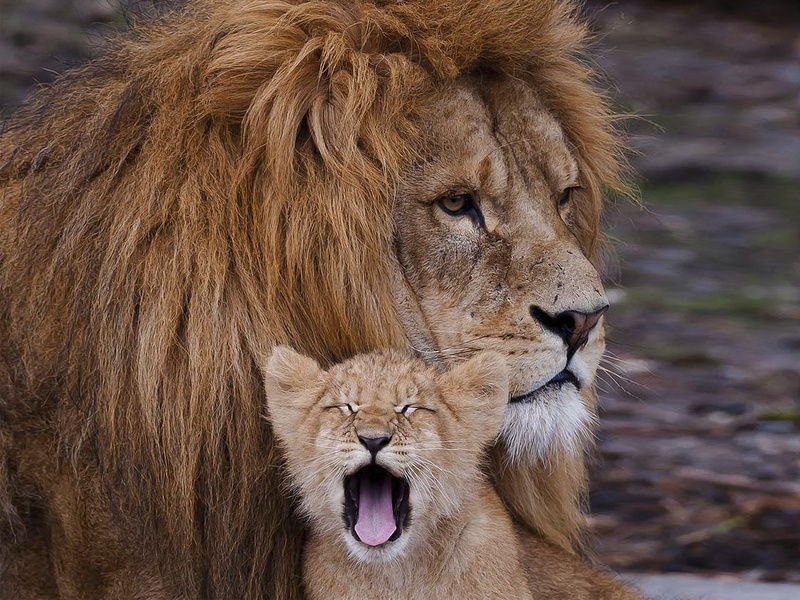 endangered Species, day, animal wildlife, mane, plain, east Africa, animal Head, female Animal, animal body part, kenya, masai Mara National Reserve, ravenous