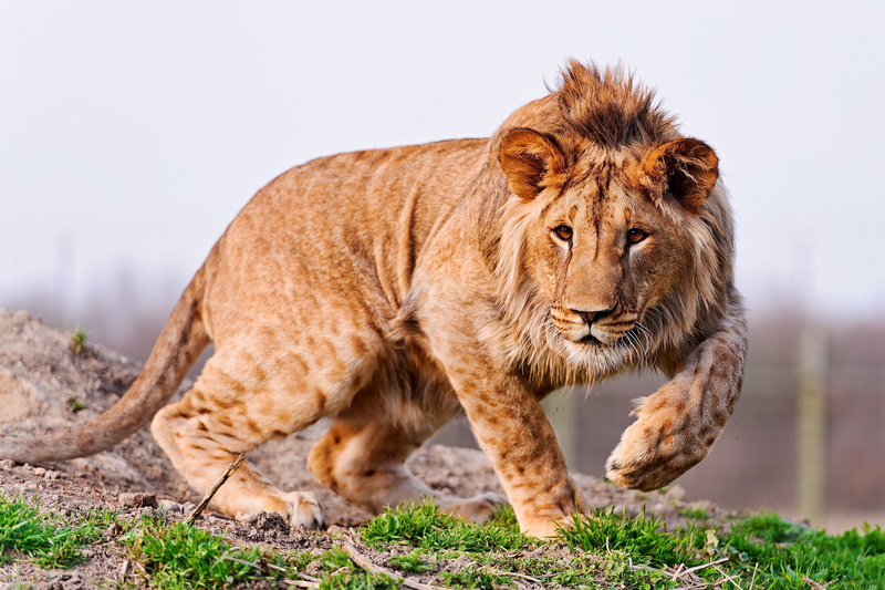 care, wildlife, masai Mara National Reserve, national Park, one animal, plain, mammal, look, large, nature, east Africa, undomesticated Cat, majestic, 2K