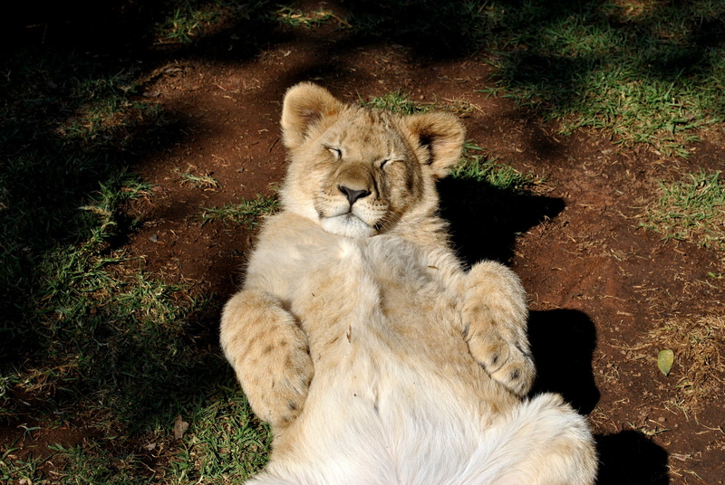 mammal, safari Animals, tanzania, wild Animals, outdoors, day, east Africa, animal wildlife, kenya, danger, undomesticated Cat, endangered Species, wildlife Reserve