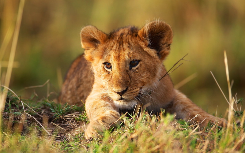 cat, lion Cub, danger, safari Animals, animal wildlife, land, kenya, big Cat, wilderness Area, east Africa, serengeti National Park, green Color, lying Down