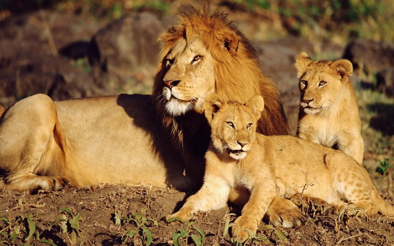vertebrate, female Animal, masai Mara National Reserve, danger, feline, animal wildlife, masai Mara, lions, plain, family care, no People, nature, wildlife