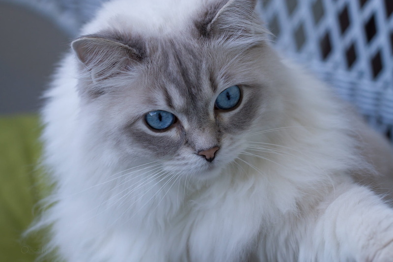 Cats, 1080P, Cat, Ragdoll, Pet