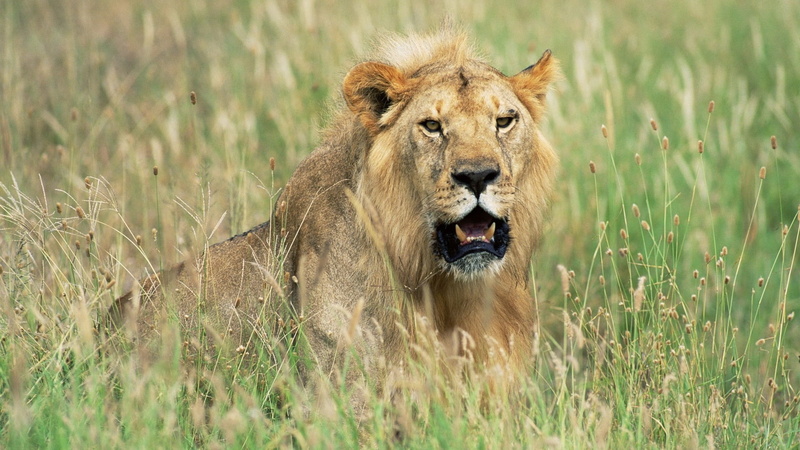 no People, kenya, plant, animal wildlife, male Animal, mane, carnivore, mammal, animal, majestic, hunting, lion, portrait, animals In The Wild, lion - Feline