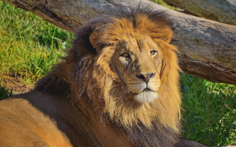large, animal wildlife, grass, field, carnivora, mane, land, day, 1080P, east Africa, majestic, animals In The Wild, fur, lion - Feline, lioness, danger